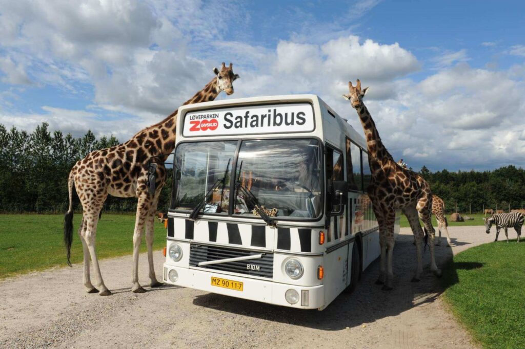 Safari zoo bus at Givskud Zoo