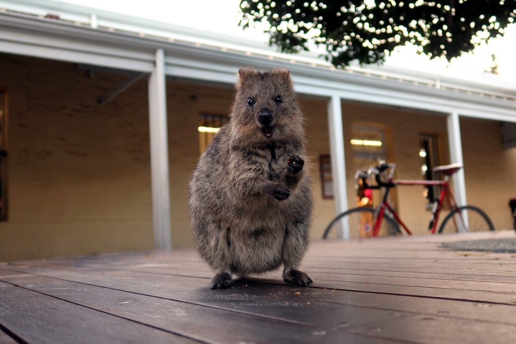A quokka looking at the camera and smiling