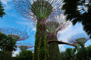 Supertree Grove in Singapore's Gardens by the Bay