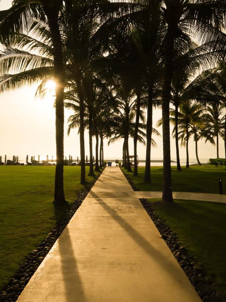 Palm trees lining a path at sunrise